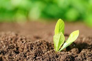 boom groeit met hand, eco aarde dag, opslaan wereld, opslaan aarde, Gaan groen foto