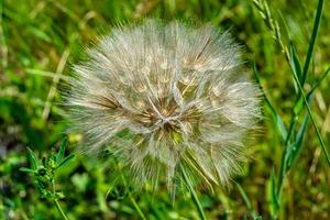 mooi wild groeit bloem zaad paardebloem Aan achtergrond weide foto