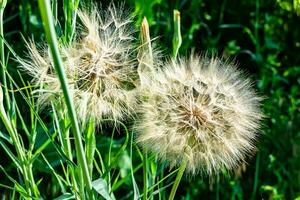 mooi wild groeit bloem zaad paardebloem Aan achtergrond weide foto