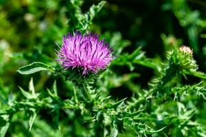 mooi groeit bloem wortel klit distel Aan achtergrond weide foto