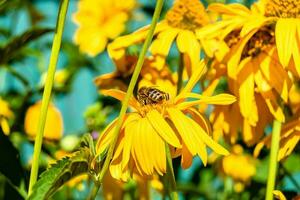 mooi wild bloem gevleugeld bij Aan achtergrond gebladerte weide foto