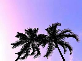 silhouet palm boom met helling paars lucht foto