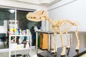 hond skeletmodel in veterinair ziekenhuis foto
