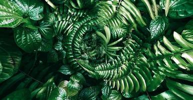 tropisch groen blad in donkere toon foto