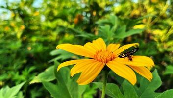 zonnebloemen geel insecten zitten, tithonia diversifolia Mexicaans zonnebloem voor presentaties en dek informatie grafisch, afdrukken lay-out aan het bedekken boek, tijdschrift bladzijde, advertentie banier, poster advertenties foto