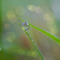 regendruppel op de groene grasbladeren in regenachtige dagen foto