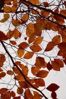 bruine boombladeren in de herfstseizoen foto