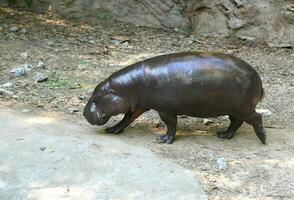 pygmee nijlpaard in dierentuin foto