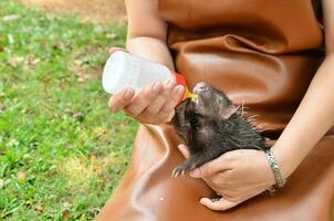 dierentuinmedewerker voeden baby stekelvarken foto