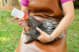 dierentuinmedewerker voeden baby stekelvarken foto