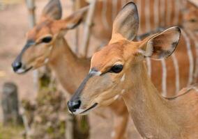 close up van vrouwelijke nyala hoofd foto