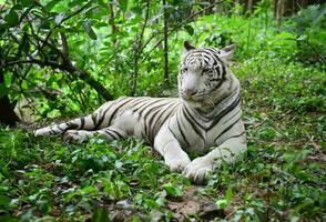 vrouw wit Bengalen tijger foto