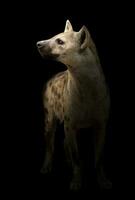 gevlekte hyena in het donker foto