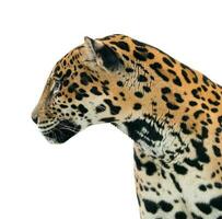 jaguar panthera onca geïsoleerd foto