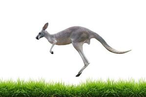 grijs kangoeroe springen Aan groen gras geïsoleerd foto