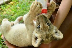 dierentuinmedewerker voeden baby leeuw foto