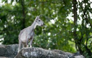 goral staand Aan de rots foto