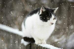 een straat kat zit Aan een Afdeling Aan een winter dag en wacht voor iemand naar voeden hem. foto