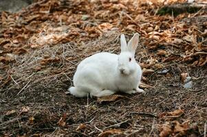 schattig weinig konijn in de park in de weide Aan de gras jong charmant haas, spelen in de tuin. foto