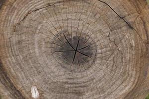 houten ringen textuur foto