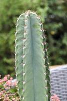cactus in bloempot