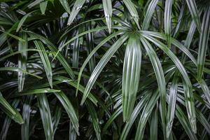 rhapis excelsa of dame palmboom op de achtergrond van de tuin tropische bladeren foto