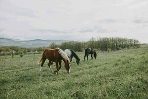 paard buitenshuis aan het eten gras landschap platteland natuur foto