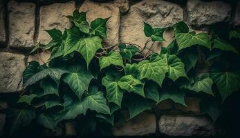 bladerrijk groei Aan oud steen muur in zomer gegenereerd door ai foto
