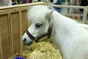 dwerg paard baby in de tonen kooi Scherm schuur rietje boerderij in de huisdier expo foto
