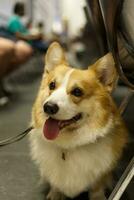 dichtbij omhoog pluizig vettig vacht corgi gezicht hond in huisdier expo foto