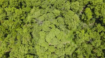 luchtfoto van prachtig tropisch woud