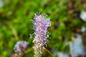 roze plantago bloem foto