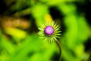 roze distelknop foto