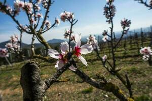 2023 03 18 valsanzibio prunus dulcis 10 foto