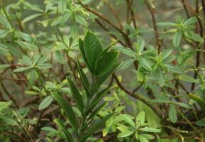 groen botanisch tuin bladeren fotografie geïsoleerd Aan horizontaal sjabloon. foto