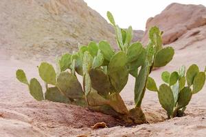 cactussen of cactusplant in deset foto