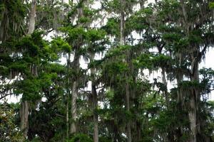 kaal cipres bomen en dicht Spaans mos Bij een park in winter park, Florida foto