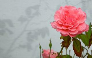 een roze roos met teugel druppels foto