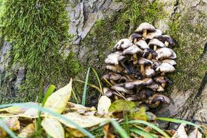 herfst boom met champignons en mos in de Woud foto