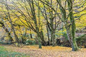 mooi herfst seizoen foto