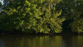 groen natuur in voorjaar seizoen foto