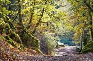 Woud natuur huelgoat in herfst foto