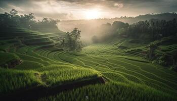rijst- rijstvelden Aan terrasvormig velden, een boer oogst in sa vader gegenereerd door ai foto