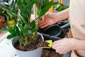 verpotten overwoekerd huis fabriek sappig zamioculcas in nieuw groter pot. zorgzaam voor ingemaakt plant, handen van vrouw in schort, bespotten omhoog foto