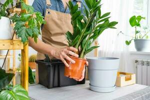 verpotten overwoekerd huis fabriek sappig zamioculcas in nieuw groter pot. zorgzaam voor ingemaakt plant, handen van vrouw in schort, bespotten omhoog foto