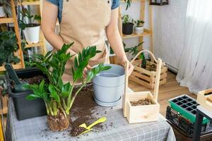 verpotten overwoekerd huis fabriek sappig zamioculcas met een brok van wortels en lamp in nieuw groter pot. zorgzaam voor ingemaakt plant, handen van vrouw in schort, bespotten omhoog foto