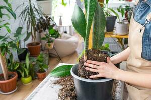 verpotten een huis fabriek sappig sansevieria masoniana groot blad in nieuw pot. zorgzaam voor ingemaakt plant, handen van vrouw in schort foto