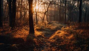 zonovergoten Woud pad, herfst bladeren kraken onder de voeten gegenereerd door ai foto