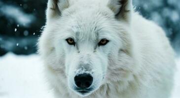 dichtbij omhoog van wit wolf met sneeuw achtergrond. ai generatief en dier koninkrijk concept foto