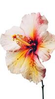 waterverf hibiscus bloem stam met water druppels Aan PNG achtergrond. generatief ai. foto